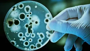 Cell culture