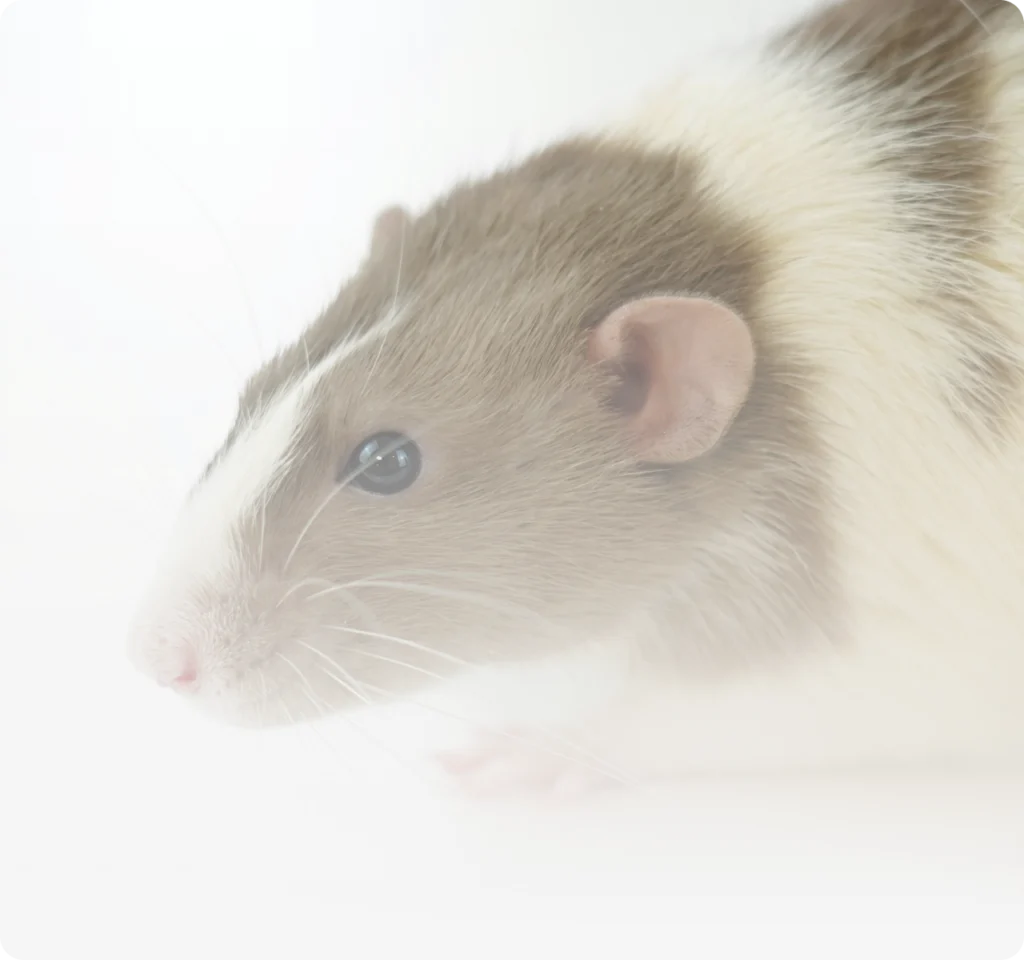 Rata